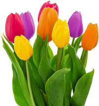 Bonsai Tulip Bulb Flower Seeds for Miniature Growth