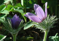 Pasque Flower Pulsatilla Seeds – Heiler Stain Vulgaris Perennial Blooms