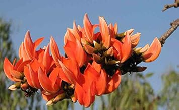 Monosperma Flower seeds for Planting - Vibrant Colors, Heirloom & GMO Free Seeds for Home Garden
 
 Sale for planting in home garden.