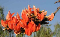 Monosperma Flower seeds for Planting - Vibrant Colors, Heirloom & GMO Free Seeds for Home Garden
 
 Sale for planting in home garden.
