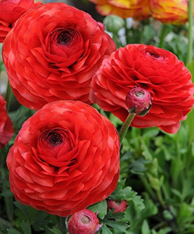 Ranunculus Perennial Flower seeds for Planting, Drought Tolerant Heirloom & GMO Free Seeds for Home Garden