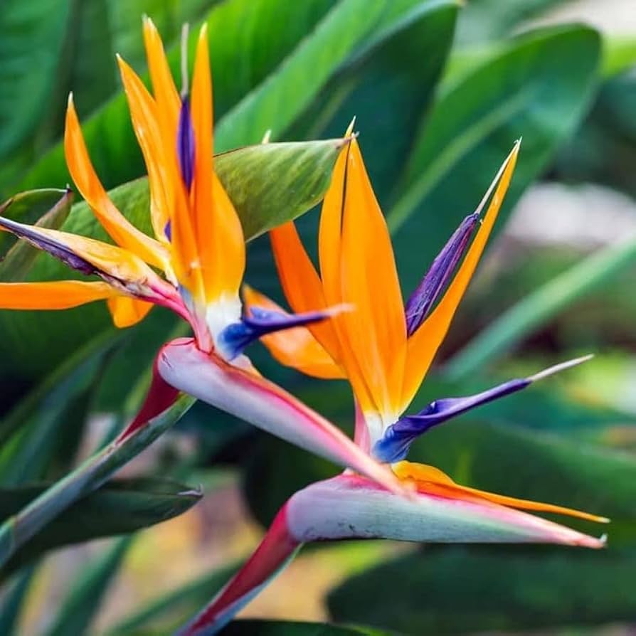 Strelitzia Flower Seeds Yellow Green