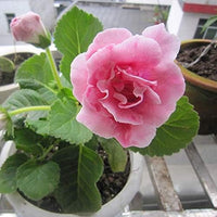 Soft Pink Brazilian Gloxinia Flower Seeds for Planting Sun Loving Heirloom & GMO Free Seeds for Home Garden
 
 Sale