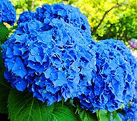 Sky Blue Geranium Pelargonium Flower Seeds for Planting Perfect for Borders Heirloom & GMO Free Seeds for Home Garden
 
 Sale