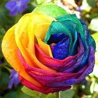 Mixed Holland Rose Flower Seeds for Planting Garden Favorite Heirloom & GMO Free Seeds for Home Garden
 
 Sale