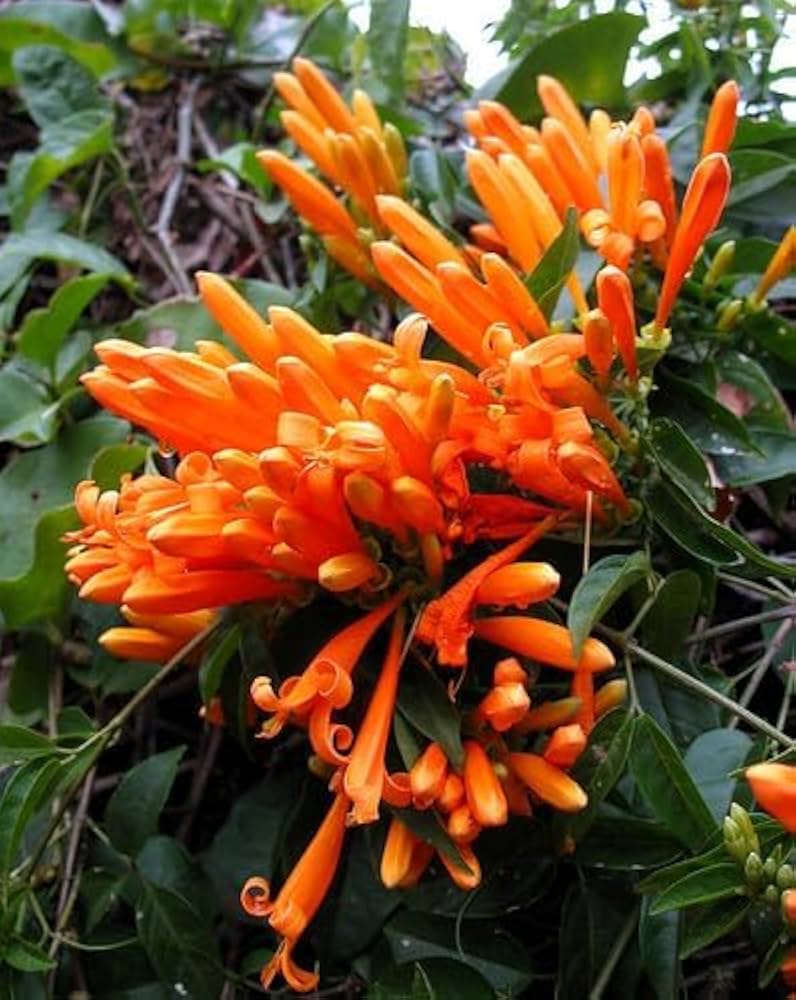 Light Orange Pyrostegia Venusta Flower seeds for Planting Perfect for Borders Heirloom & GMO Free Seeds for Home Garden