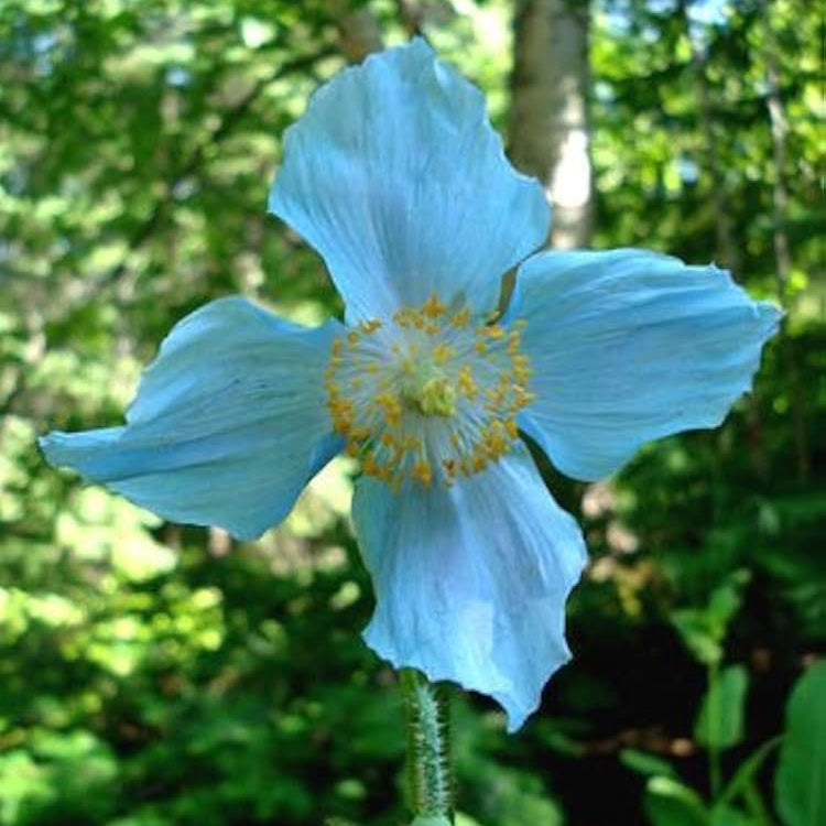 Meconopsis Flower seeds for Planting - Vibrant Colors, Heirloom & GMO Free Seeds for Home Garden