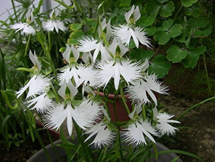 White Radiata Flower seeds for Planting Seasonal Bloomer Heirloom & GMO Free Seeds for Home Garden 
 
 Sale