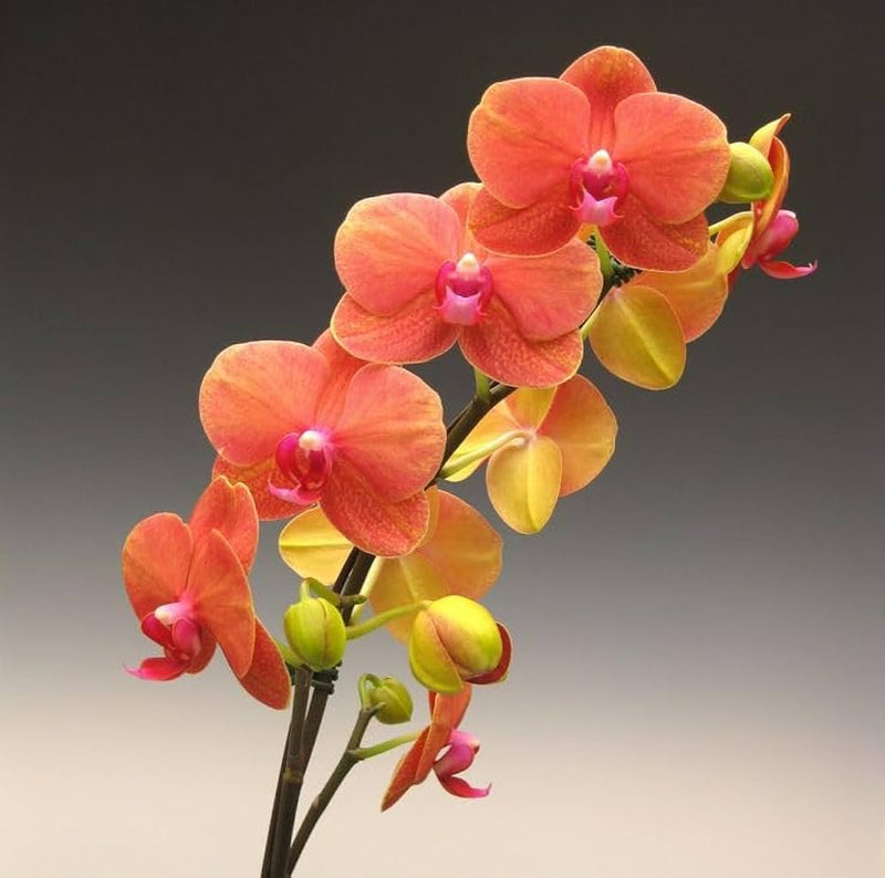 Orange Mini Orchid Flower seeds for Planting - Seasonal Bloomer, Heirloom & GMO Free Seeds for Home Garden