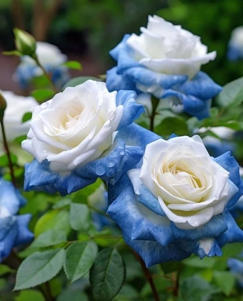 Blue Cream Rose Flower seeds for Planting - Cottage Garden Essential, Heirloom & GMO Free Seeds for Home Garden