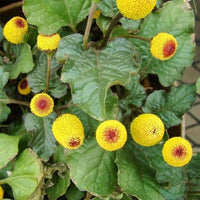 Yellow Red Spilanthes Acmella Flower seeds for Planting - Sun Loving, Heirloom & GMO Free Seeds for Home Garden