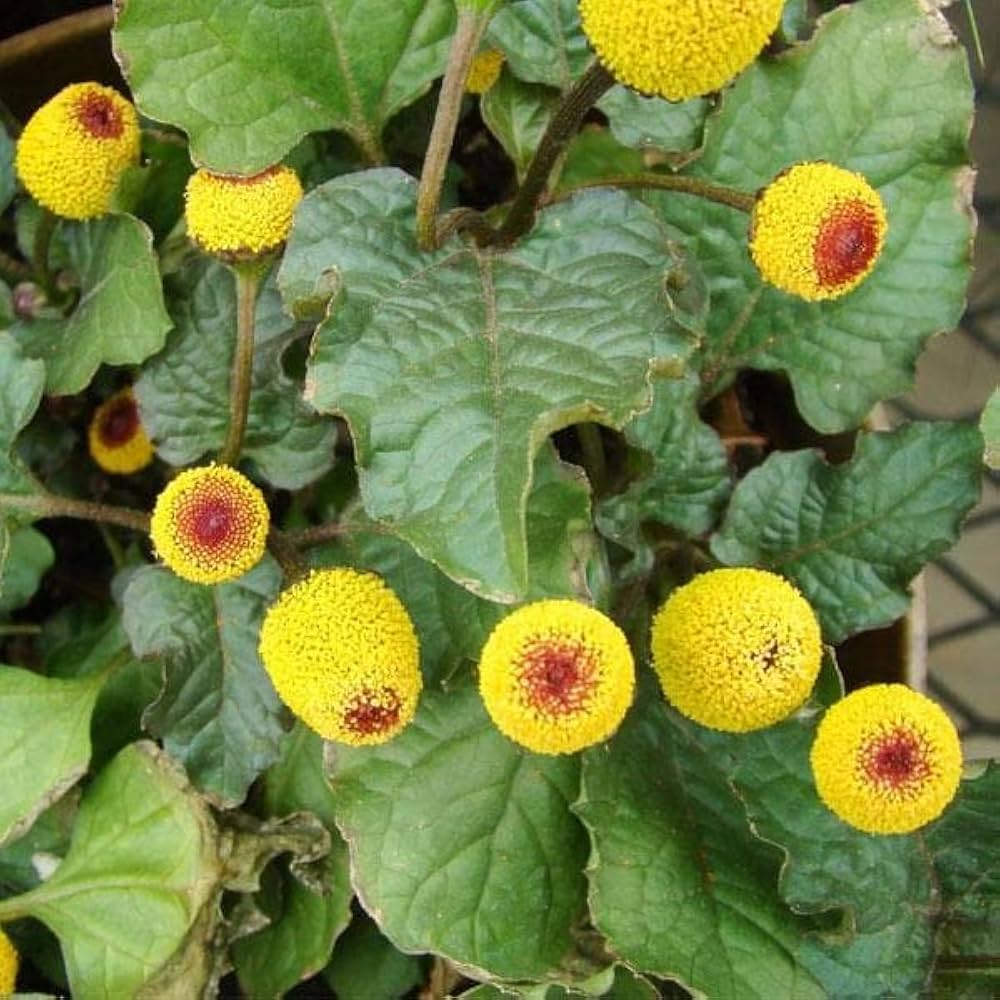 Yellow Acmella Oleracea Flower seeds for Planting - Shade Tolerant, Heirloom & GMO Free Seeds for Home Garden