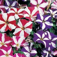Pellettato Petunia Semi Limbo Viola Petunia Semi