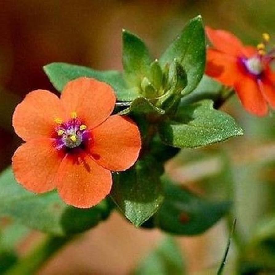 Orange Pimpernel Scarlet Flower Seeds for Planting  Bright Annual Blooms