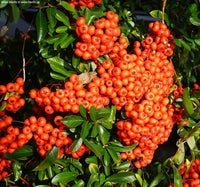 Red Firethorn Fruit Planting Seeds for Vibrant Garden Growth - Seed Ideal for Ornamental