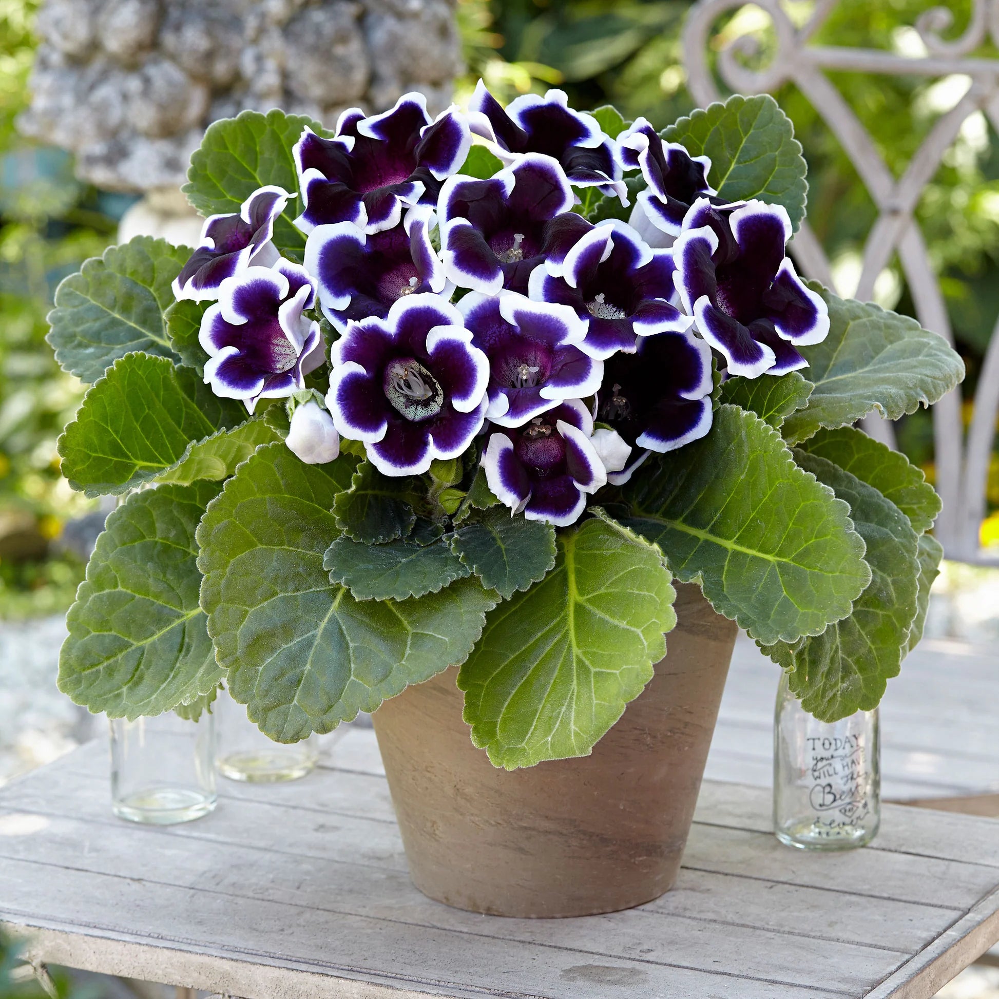 Purple White Gloxinia Flower Seeds for Planting Compact Growth Heirloom & GMO Free Seeds for Home Garden