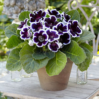 Purple White Gloxinia Flower Seeds for Planting Compact Growth Heirloom & GMO Free Seeds for Home Garden