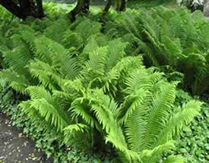 Blue Green Fern for Planting Low Maintenance Heirloom & GMO Free Seeds for Home Garden
 
 Sale
