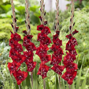 Maroon Gladiolus Flower Seeds for Planting – Sun Loving Heirloom & NonGMO Seeds for Home Garden
 
 Sale