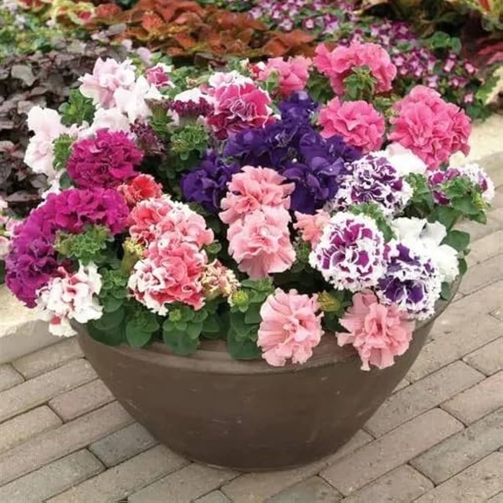 Petunia Double Madness Mix Seeds for Planting - Stunning Double Blooms for Your Garden