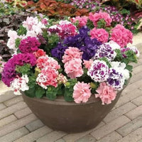 Petunia Double Madness Mix Seeds for Planting - Stunning Double Blooms for Your Garden
