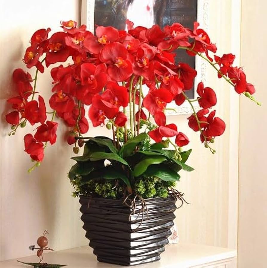 Red Phalaenopsis Flower Seeds for Planting Bright Blooms Heirloom & GMO Free Seeds for Home Garden
 
 Sale