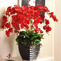 Red Phalaenopsis Flower Seeds for Planting Bright Blooms Heirloom & GMO Free Seeds for Home Garden
 
 Sale