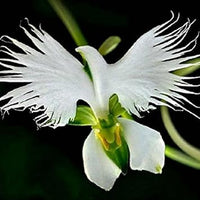 White Radiata Flower seeds for Planting Pollinator Friendly Heirloom & GMO Free Seeds for Home Garden
 
 Sale seeds for home garden planting