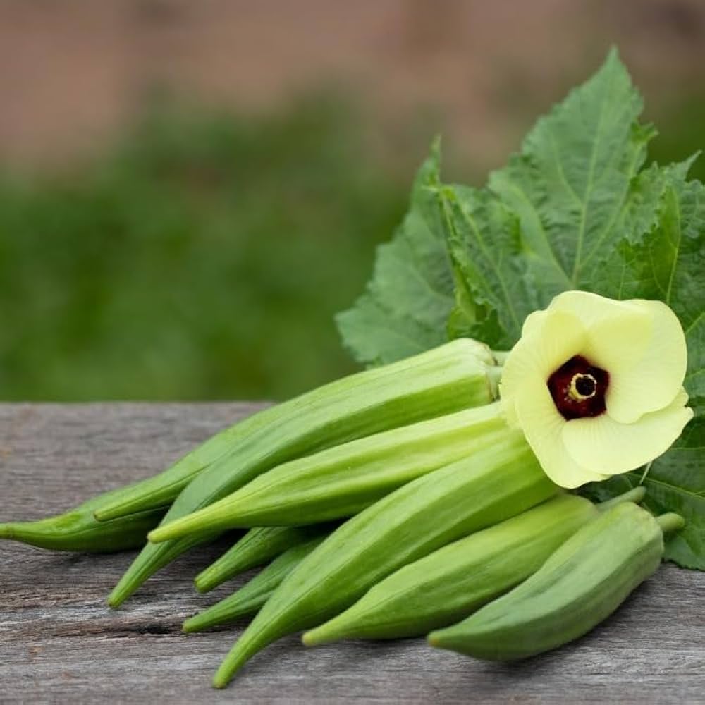 Okra Seeds for Planting Abelmoschus esculentus for vegetable patches and home gardens