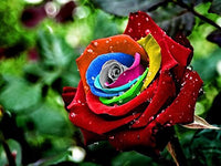 Yellow Rainbow Rose Flower Seeds for Planting NonGMO Heirloom Garden Seeds for Growing Easy to Grow 
 
 Sale