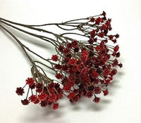 Dark Red Gypsophila Flower Seeds for Planting Garden Favorite Heirloom & GMO Free Seeds for Home Garden
 
 Sale