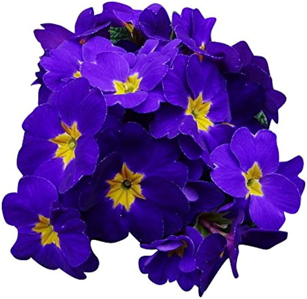 Purple Yellow Primula Malacoides Seeds for Planting Shade Tolerant Heirloom & GMO Free Seeds for Home Garden
 
 Sale