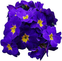 Purple Yellow Primula Malacoides Seeds for Planting Shade Tolerant Heirloom & GMO Free Seeds for Home Garden
 
 Sale