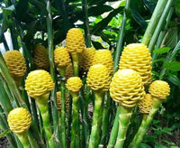 Beehive Ginger Flower seeds for Planting Cut Flower Favorite Heirloom & GMO Free Seeds for Home Garden 
 
 Sale