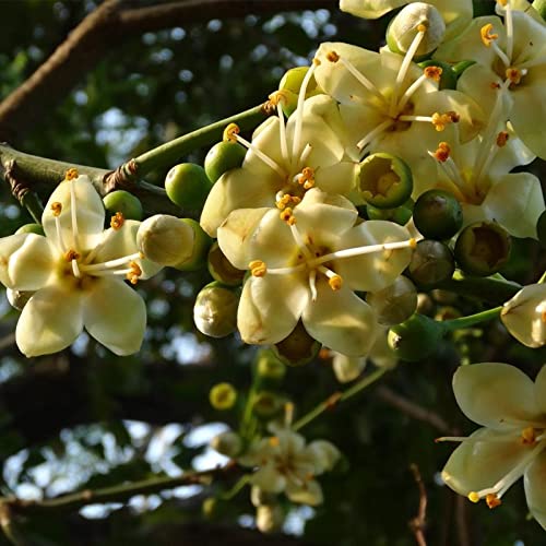 Green Ceiba Pentandra Flower Seeds for Planting  Create Stunning Tropical Gardens
