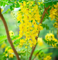 Yellow Cassia Alata Seeds for Planting - Medicinal Benefits
