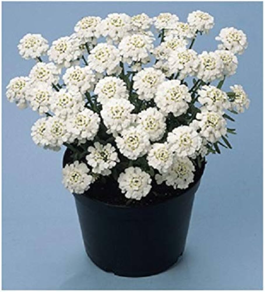 Iberis Sempervirens Flower seeds for Planting - Cut Flower Favorite, Heirloom & GMO Free Seeds for Home Garden