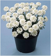 Iberis Sempervirens Flower seeds for Planting - Cut Flower Favorite, Heirloom & GMO Free Seeds for Home Garden
