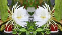 White Epiphyllum Flower Seeds – Fragrant Blooms Heirloom & NonGMO Seeds for Home Garden
 
 Sale
