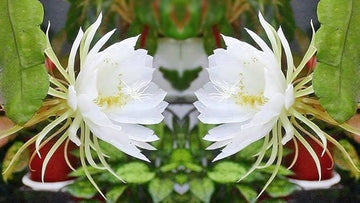 White Epiphyllum Flower Seeds – Fragrant Blooms Heirloom & NonGMO Seeds for Home Garden
 
 Sale