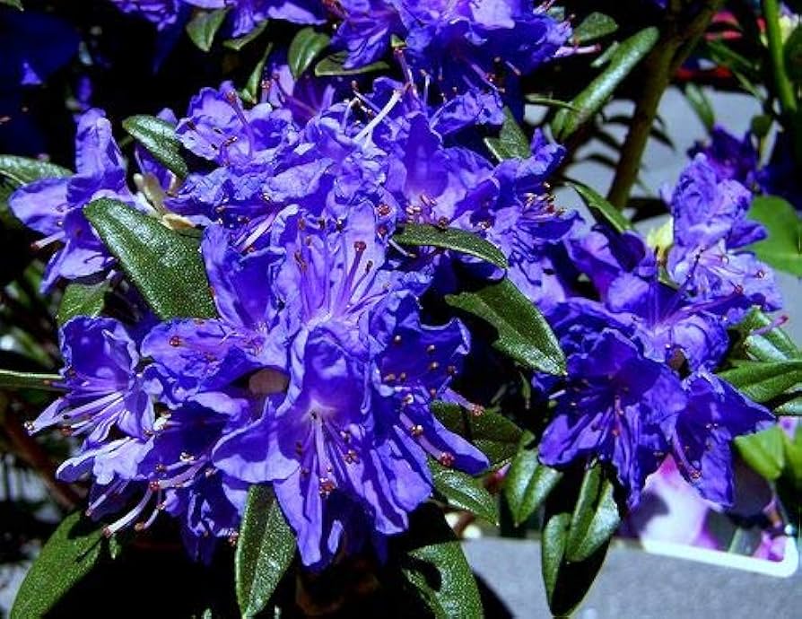 Blue Purple Azalea Flower Seeds for Planting Long Bloom Season Heirloom & GMO Free Seeds for Home Garden
 
 Sale