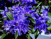 Blue Purple Azalea Flower Seeds for Planting Long Bloom Season Heirloom & GMO Free Seeds for Home Garden
 
 Sale