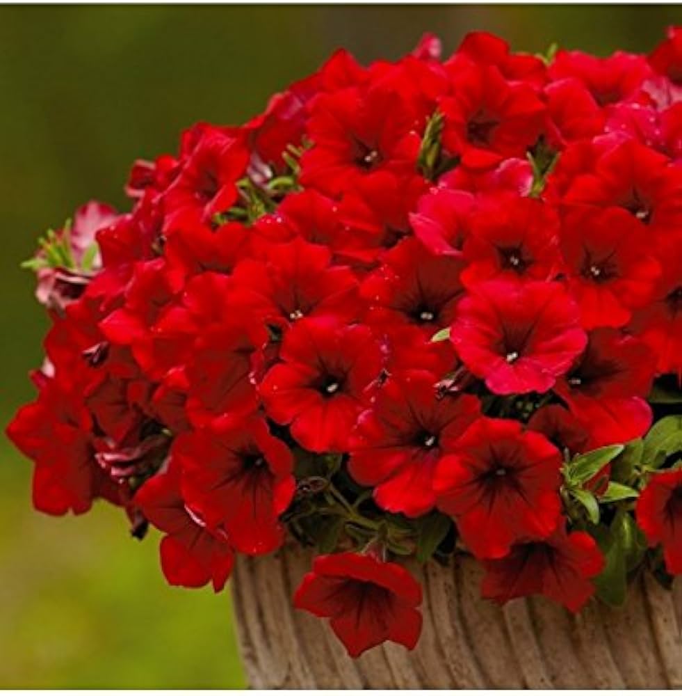 Orange Red Petunia Flower Seeds for Planting Vibrant Garden Blooms Heirloom & GMO Free Seeds for Home Garden 
 
 Sale