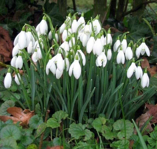 Snowdrop Flower seeds for Planting Compact Growth Heirloom & GMO Free Seeds for Home Garden