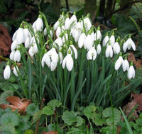 Snowdrop Flower seeds for Planting Compact Growth Heirloom & GMO Free Seeds for Home Garden