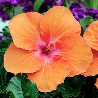 Orange Hibiscus Rosa-Sinensis Flower seeds for Planting - Cut Flower Favorite, Heirloom & GMO Free Seeds for Home Garden