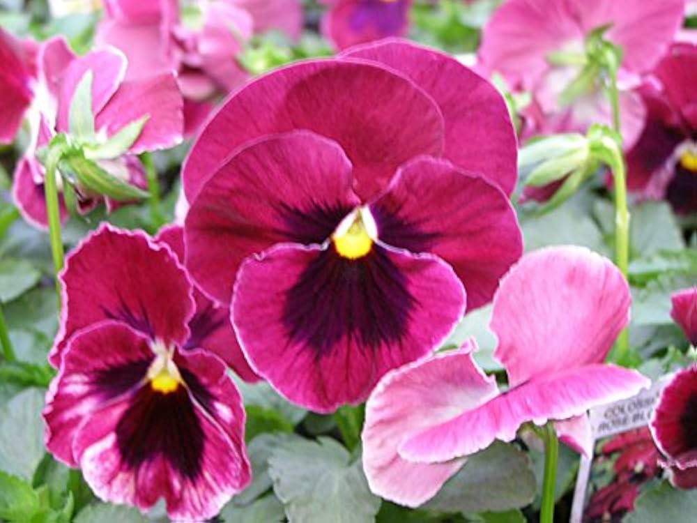 Pink Red Pansy Flower Seeds for Planting Long Bloom Season Heirloom & GMO Free Seeds for Home Garden
 
 Sale