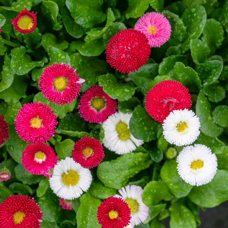 Mixed Bellis Perennis Flower seeds for Planting - Low Maintenance, Heirloom & GMO Free Seeds for Home Garden