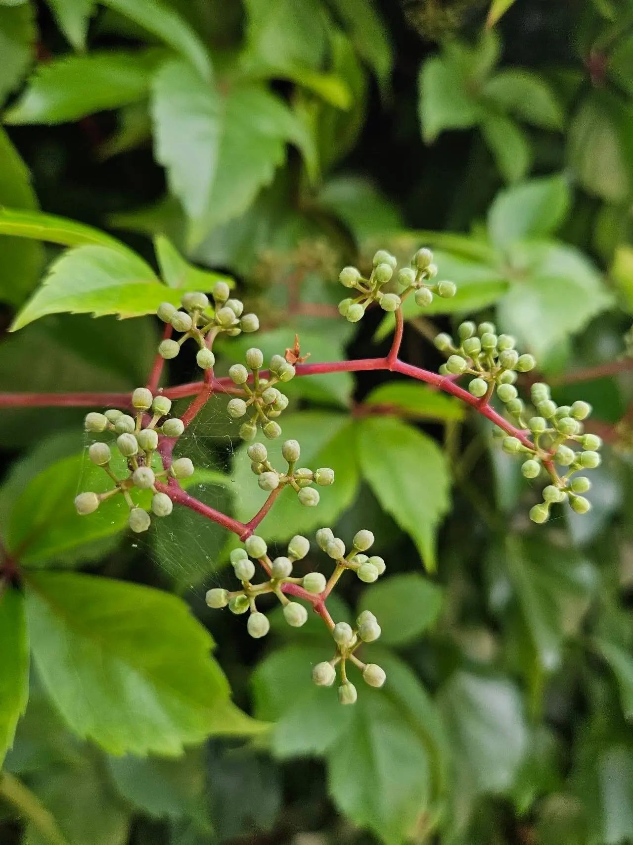 Parthenocissus Flower seeds for Planting Wildflower Mix Heirloom & GMO Free Seeds for Home Garden 
 
 Sale