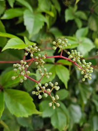 Parthenocissus Flower seeds for Planting Wildflower Mix Heirloom & GMO Free Seeds for Home Garden 
 
 Sale
